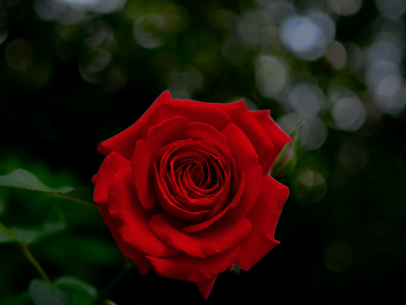 バレンタインの赤いバラ